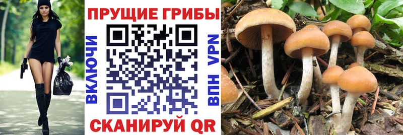 Галлюциногенные грибы MAGIC MUSHROOMS  что такое   Курчалой 